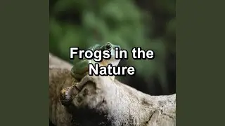 Relaxing Marsh Sound