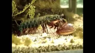 Mantis Shrimp - An Appendage comparison
