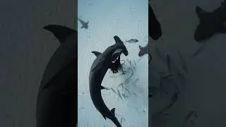 HUGE Hammerhead Shark Makes the Diver Look so Small 😲 #shorts