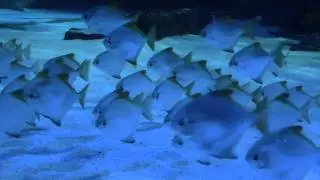 Mono Fingerfish (Monodactylus argenteus) - Tropical Fish