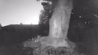 garden camera trap 5 round the tree