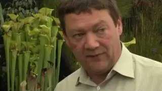 Chelsea Flower Show shows its teeth with meat-eating plants