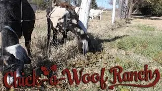 Do Goats Eat Tree Leaves?