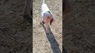 Goat life and animals cute