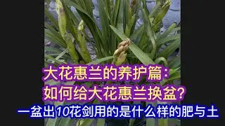 如何给大花惠兰换盆？