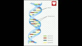 #Why DNA's are negatively charged|| #Facts related videos|| #everythingforpharmacy