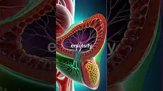 Liver Functions Explained | How Your Liver Works