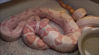 2020 Calico Boa projects