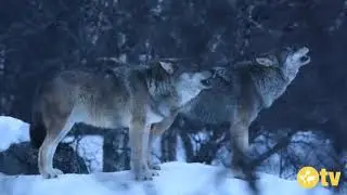 IL CANTO DEI LUPI: WildLife Photography - Dario Rapino