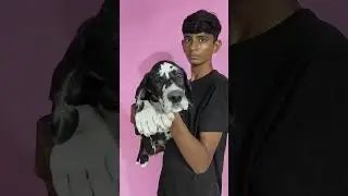 Great Dane dog price in india सभी कलर में मिलेंगे ग्रेटडेन  #greatdane #pets #dog #dogbreed #treding
