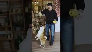 My Dog is OBSESSED With This Toy! (Must-Have for Pet Owners