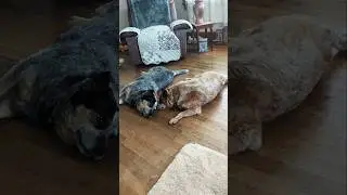 Chris & Kylie Play #acd #australiancattledogs #chrisdog #kyliedog #playingdogs #gooddogs #heelers