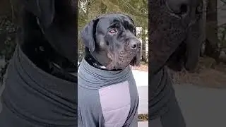 He is always ready 😎🥰#canecorso #foryou #doglife