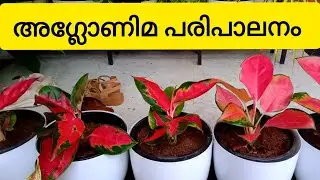 Aglonima care👍#shortvideo 