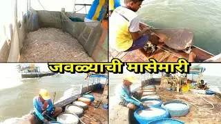 जवळ्याची मासेमारी. javla fishing.Prawns fishing. Mumbai indian fishing