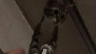 &lsquo;HELP!&rsquo; Cat Pleads For Helping
