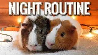 Guinea Pig Night Routine |  2020