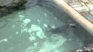 Seagull Steals Fish From Seal