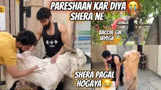Shera Ne Pareshaan Kar Diya 😨 Nilame Lekar Gaye 😍| Zeeshan & Abresh