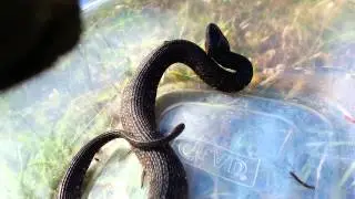 Koi eating snake being relocated