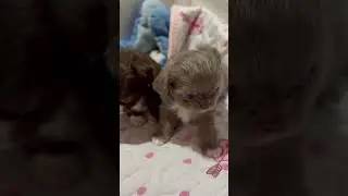 #chihuahuababy #puppy #chihuahua # #cute #animals #love #puppyvideos