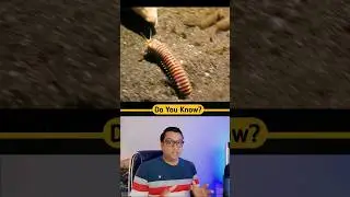 most dangerous worm - gaurav katare Extra #shorts #gauravkatareextra #ytshorts