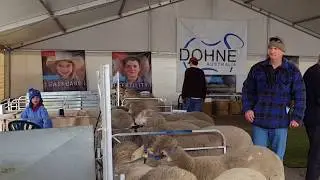 ASWS 2018 Dohne Marquee