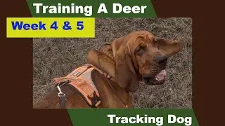 Training a deer tracking dog Week 4-5