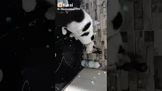 PITEL 🐈SO GOSTA DE &Aacute;GUA VIVA 🤣