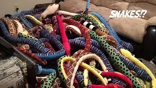 What to do when you have 100 snakes