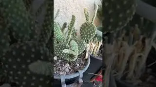 LIVE VIDEO ABOUT GARDENING PROBLEMS  CARE/ OVER-CROWDING PLANT DEATH @JENITASBFWELLWISHESGARDENING