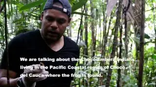 What it takes to conserve a rare & deadly species: golden poison frog