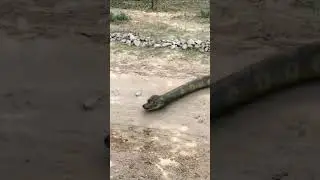 Anaconda snake chasing boy video 🐍 |  #shorts #shortfeeds #anaconda  #short