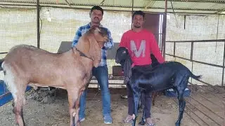 शेळी पालकांनो  बिटल ब्रीड मध्ये काम करायचं असेल तर हा व्हिडिओ नक्की बघा.