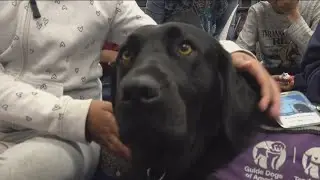 First guide dog trained for classroom helps students with special needs