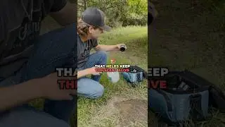Building Your Mock Scrapes #deerhunting #hunting #deerseason #huntingseason #tipsandtricks #shorts