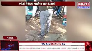 માણસા તાલુકામાં સાપ દેખાયો | Snake Sighting in Mansa Taluka