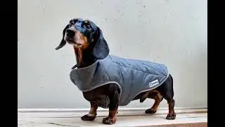 Dachshund dog coat waterproof, insulated, custom-fit, cosy, hand-quilted, handmade, grey
