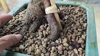 Gl bonsai tree with trunk removal... 0935633236