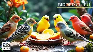 🔴Frosty Morning Birds & Squirrels in the Garden🕊️🐿️ Live 12 Hours in Ultra HD 😺