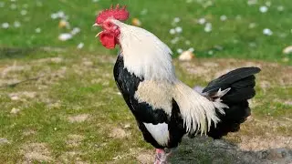 Rooster Crowing - Rooster crowing sounds Effect 2025 for Babies/Kids.