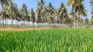 No : 23 Farm Land 23 Acres For Sale Near ECR Edaikazhinadu | 9150007976
