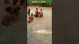 🎣 GUBYAG HEBOH! IKAN MONSTER MUNCUL DI SAWAH, WARGA SAMPAI PANIK! 😱🐟🔥
