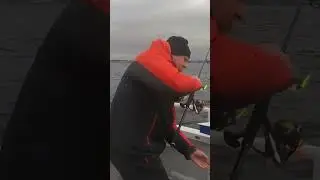 Flatfish in Denmark