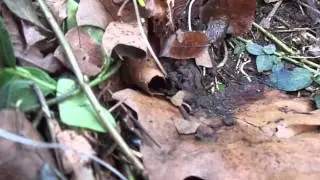 Crittercam: Ground Beetle (Carabidae)? 12-28-13 Reup