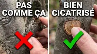 Comment couper une branche et comment elle se cicatrise par la suite.