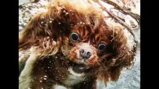 Seth Casteel Underwater Dogs - Must See Photography