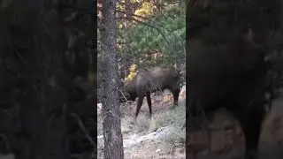 Close encounter with a bull