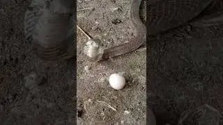 #worldwildlifeday #animals #snake #dongvat #chicken 619 #kingkobra #music #621768