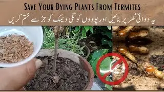 Save Dying Plants From Termites | اپنے پودوں کو دیمک سے بچائیں #gardening